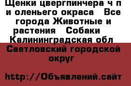 Щенки цвергпинчера ч/п и оленьего окраса - Все города Животные и растения » Собаки   . Калининградская обл.,Светловский городской округ 